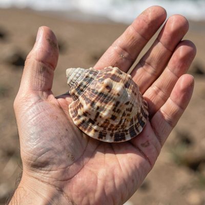 a shell held in an open palm