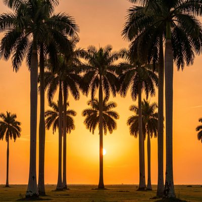a row of palm trees silhouetted against an orange sky